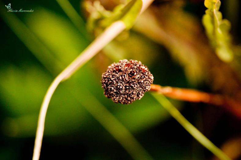 Fotos_Flavia Marcondes (13)