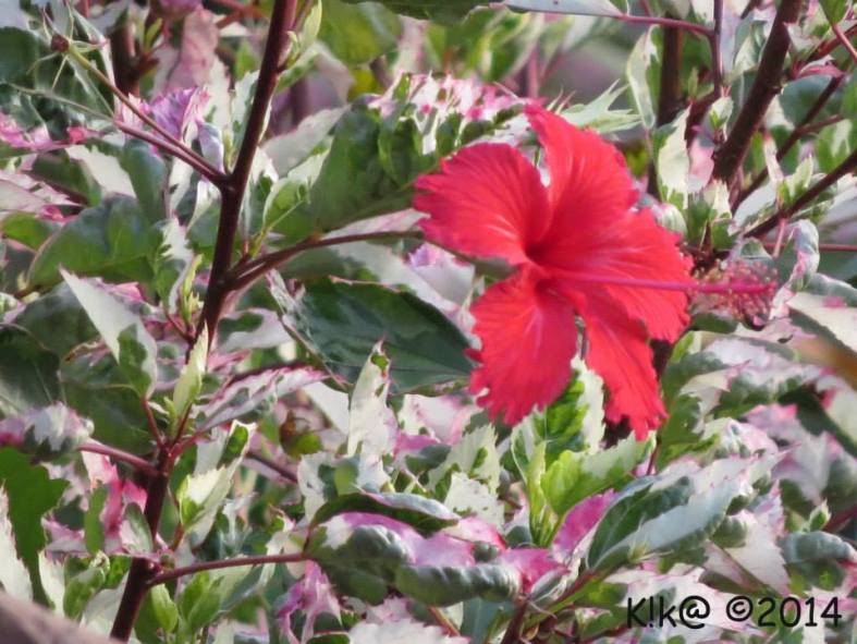 10313661_699676456735881_9099647478691242439_n