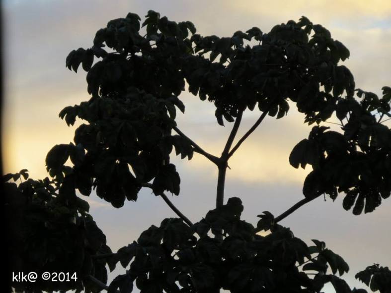 10314619_699676543402539_2116692956028238193_n