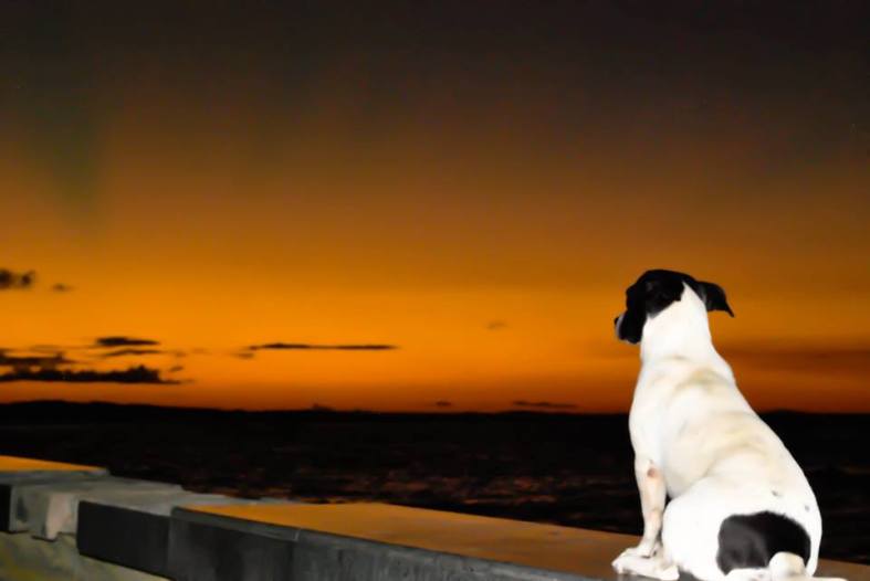 10621944_10152624052424644_1427853518_n